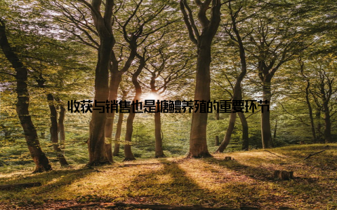 收获与销售也是塘鳢养殖的重要环节