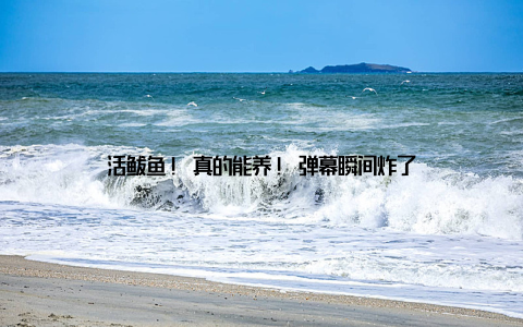 活鲅鱼! 真的能养! 弹幕瞬间炸了