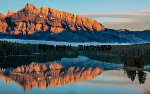 原因水质恶化、鱼体受伤感染