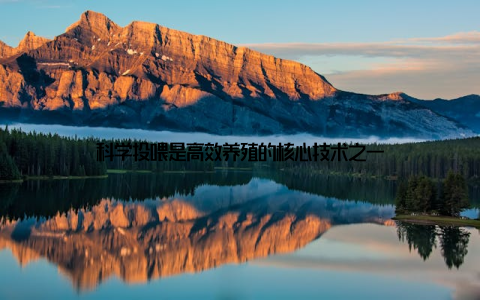 科学投喂是高效养殖的核心技术之一