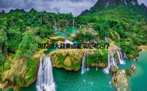 可投喂大蒜素或氟苯尼考治疗