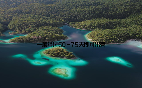 一般经过60-75天即可出壳