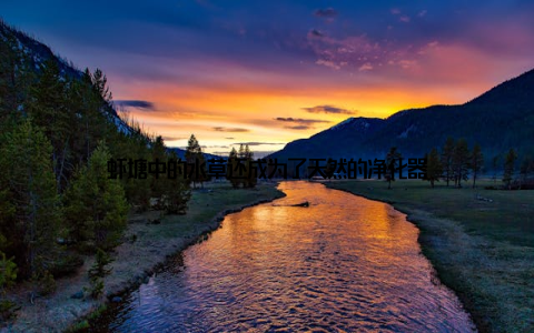 虾塘中的水草还成为了天然的净化器