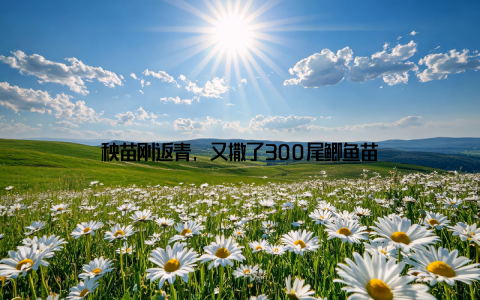 秧苗刚返青, 又撒了300尾鲫鱼苗