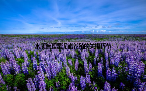 水质管理是泥鳅养殖的关键环节