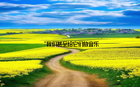 “我们甚至给它们放音乐