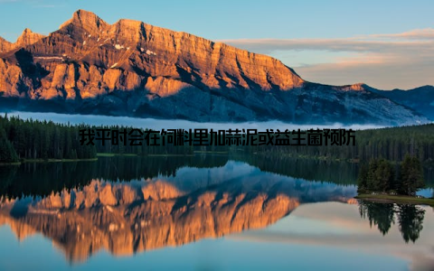 我平时会在饲料里加蒜泥或益生菌预防