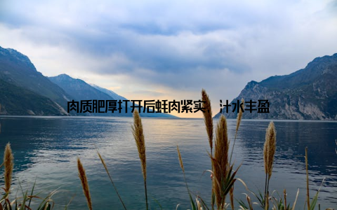 肉质肥厚打开后蚝肉紧实, 汁水丰盈