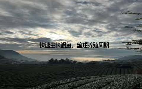 – 快速生长鳗鱼, 缩短养殖周期
