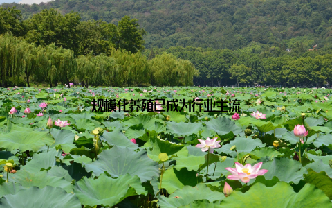 规模化养殖已成为行业主流