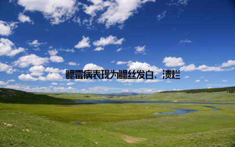 – 鳃霉病表现为鳃丝发白、溃烂