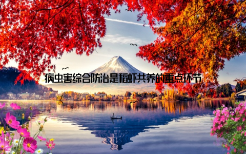 病虫害综合防治是稻虾共养的重点环节