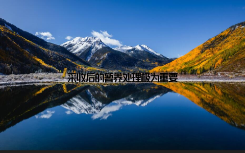 采收后的暂养处理极为重要