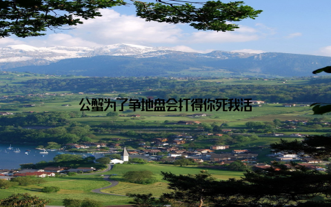 公蟹为了争地盘会打得你死我活