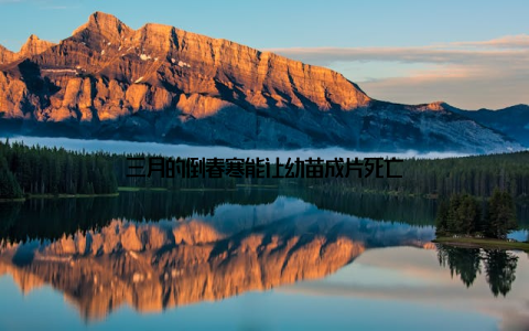 三月的倒春寒能让幼苗成片死亡