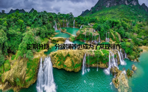 定期分塘、分级饲养也成为了常规操作