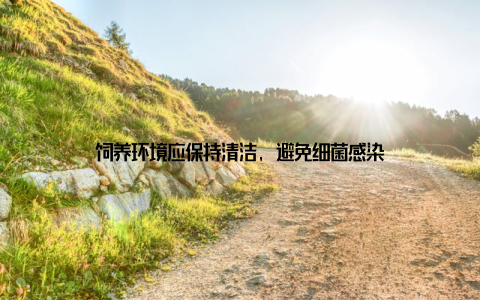 饲养环境应保持清洁, 避免细菌感染